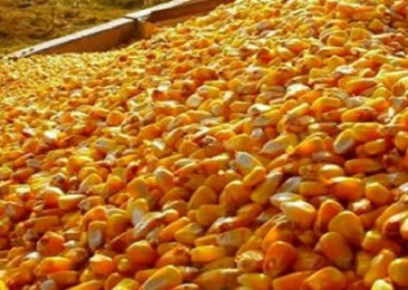 ایران از ۱۵ کشور ذرت دامی می خرد/ امارات و ترکیه صدرنشین صادرات ذرت به ایران