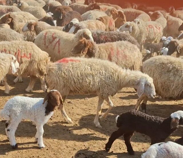 نوسان قیمت دام ادامه دارد/ یارانهها فقط بخشی از هزینهها را پوشش میدهند